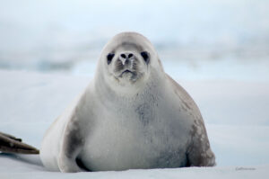 Antarctica, Antarctic Peninsula, Expedition, Wildlife, Ice, Wales, Penguins, Cruise